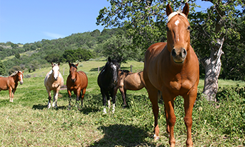 Horses On a Pasture