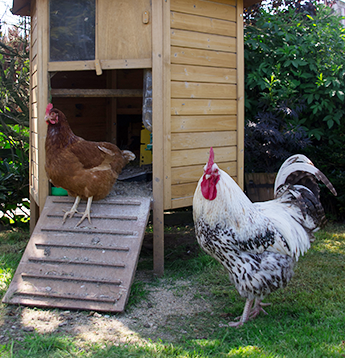 Chickens Near a Small Coop